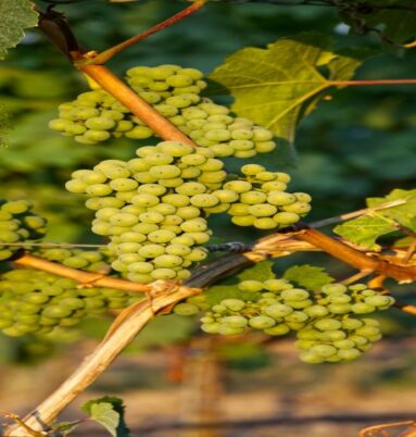 {{brizy_dc_image_alt imageSrc=